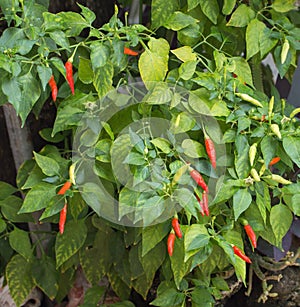 Red hot chilli pepper in the garden