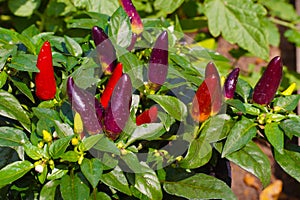 Red hot chilli pepper on a green bush, small fresh jalapeno peppers. Chili peppers, autumn harvest, bright juicy color