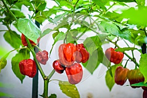 Red hot chilli pepper habanero red caribbean on a plant