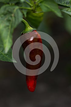 Raw big plant red hot chilli pepper plants in nature photo