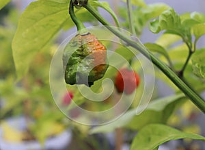 Red hot chilli pepper Trinidad scorpion moruga red on a plant. Capsicum chinense peppers on a green plant with leaves in home