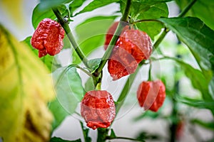 Red hot chilli pepper Trinidad scorpion on a plant