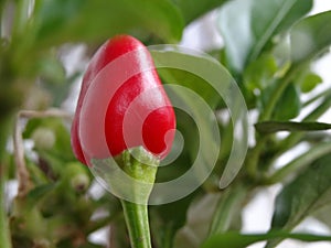 Red Hot Chilli Plant