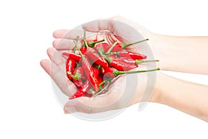 Red hot chillies pepper in hand.