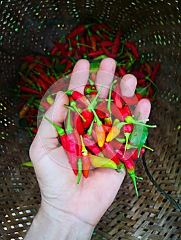 Red hot chilly pepper in hand