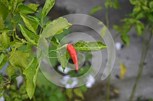 Red hot natural chili photo