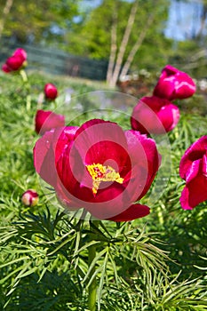 Red hot Peonies