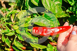 Red hot pepper grows in the field. Growing organic vegetables. Eco-friendly products. Agriculture land and farming. Agro business