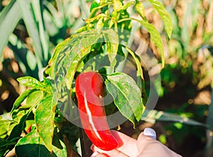 Red hot pepper grows in the field. Growing organic vegetables. Eco-friendly products. Agriculture land and farming. Agro business