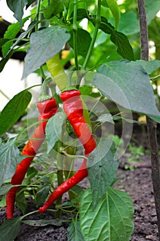 Red hot pepper on a vegetable bed