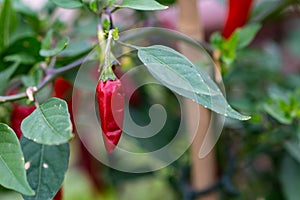 Red hot peppers grow on a bush