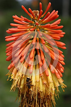 Red Hot Poker