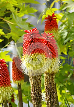 Red Hot Poker