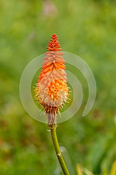 Red Hot Poker