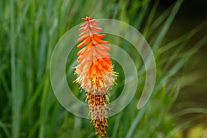 Red Hot Poker