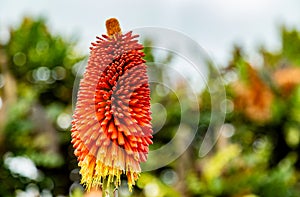 Red Hot Poker from Africa