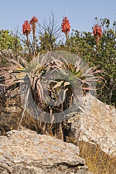 A red hot poker aloe on a rocky hillside.