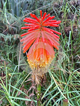 Red hot poker in bloom with drops of dew