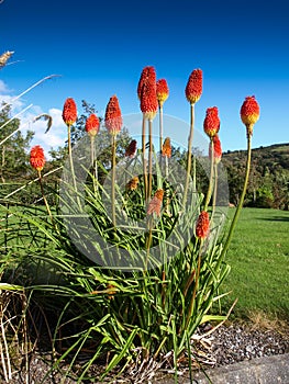 Red Hot Poker