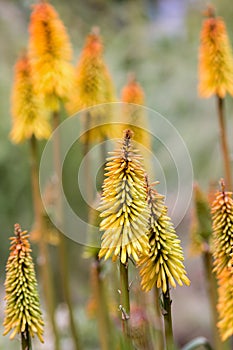 Red Hot Poker Flower