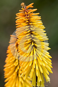 Red Hot Poker Flower Closeup