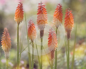 Red Hot Poker flowers or kniphofia