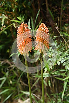 Red hot poker flowers. photo