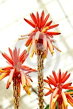 Red Hot Poker,Kniphofia flower in gargen.