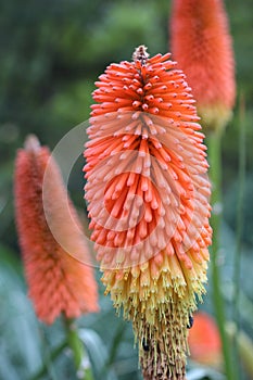 Red Hot Poker (Kniphofia uvaria) is also known as Tritoma, Torch Lily or Red Hot Poker due to the shape and color of its