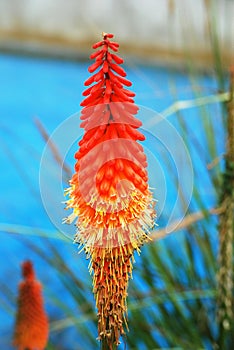 Red Hot Poker plant