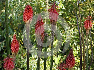 Red Hot Poker Plant