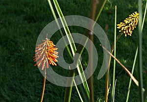 Red Hot Poker plant
