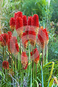 Red hot poker or torch lilies.