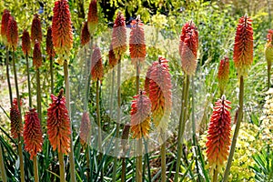 Red hot poker - torch lily or poker plant