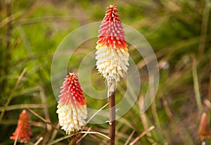 Red Hot Poker or Tritoma (Kniphofia uvaria)