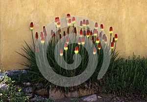 Red Hot Pokers Against an Adobe Wall, Santa Fe, New Mexico