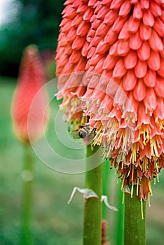 Red Hot Pokers