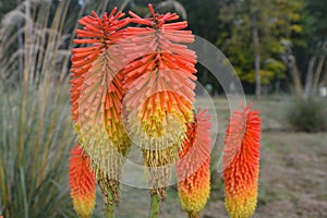 red hot pokers in group