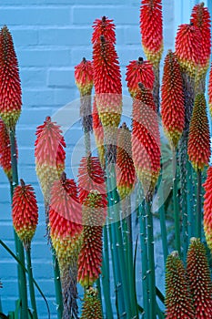 Red Hot Pokers with white brick wall behind