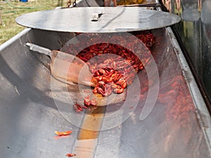 Red hot spicy crawfish fresh from the pot at Crawfish Boil festival