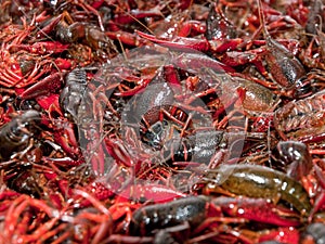 Red hot spicy crawfish fresh from the pot at Crawfish Boil festival