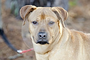 Red Hound dog mixed breed dog male