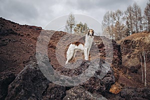 A red hound dog stands on the edge of an ancient volcano