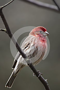 Red House Finch bird