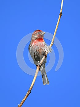 Red house finch standing on twig against blue sky
