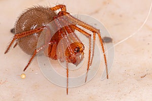 Red House Spider