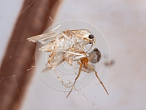 Red House Spider