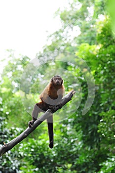 Red Howler monkey