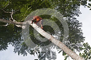 Red Howler Monkey