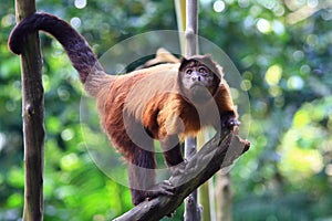 Red Howler Monkey